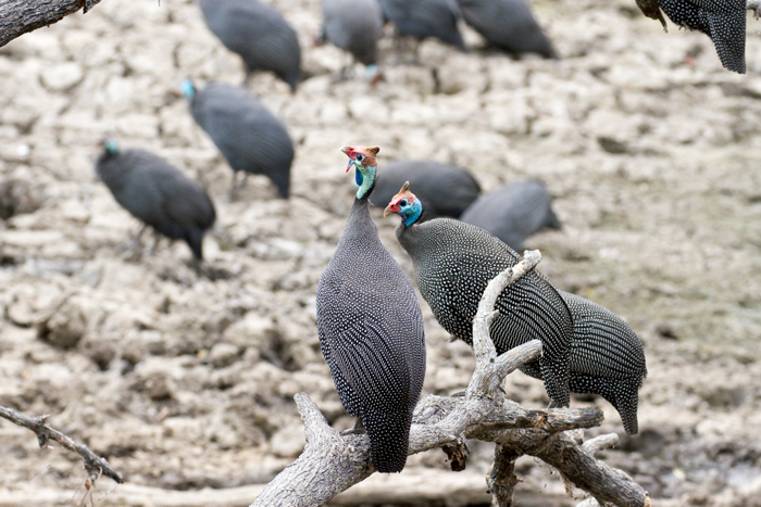 guinea fowls drinking in Lengwe national park waterhole